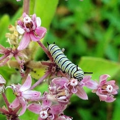 Eastern Swamp Milkweed 3