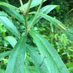 Eastern Swamp Milkweed 4