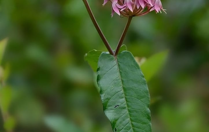 Red Milkweed