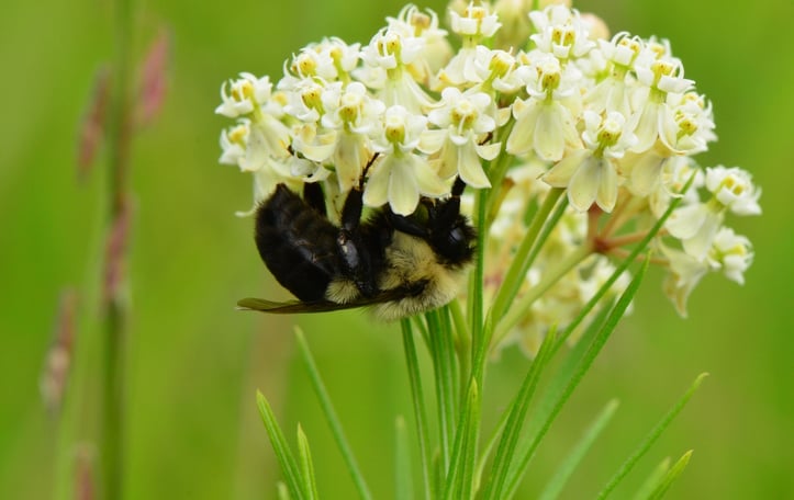 Whorled Milkweed