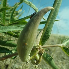 Green Comet Milkweed 2
