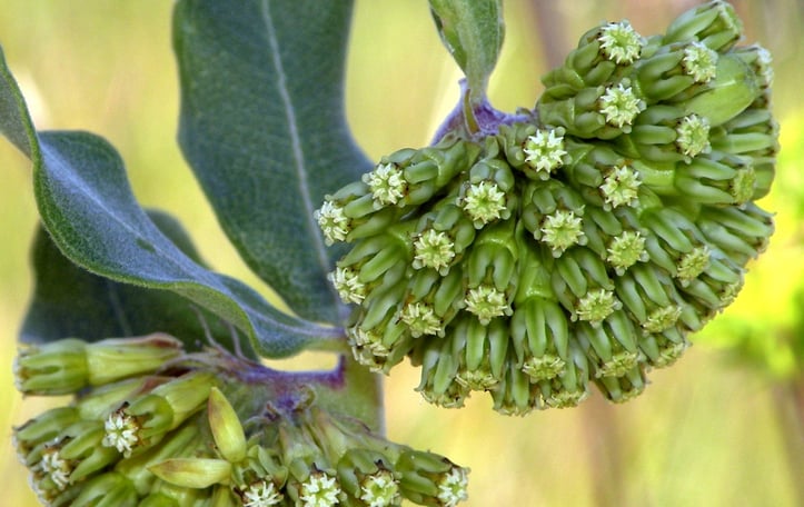 Green Comet Milkweed