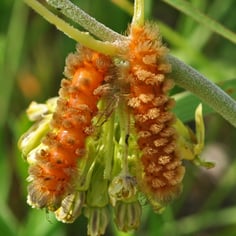 Green Comet Milkweed 3