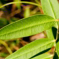 Green Comet Milkweed 4