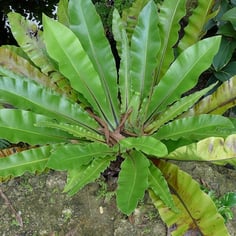 Bird's Nest Fern 3