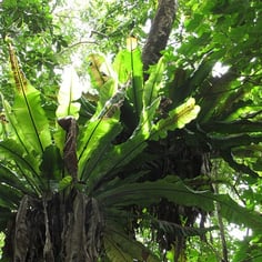 Bird's Nest Fern 4