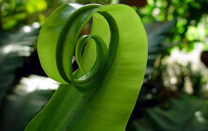 Bird's Nest Fern