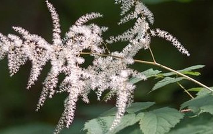 Appalachian False Goatsbeard