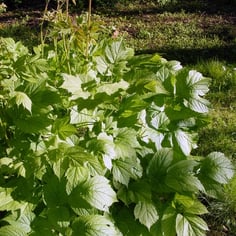 Appalachian False Goatsbeard 2