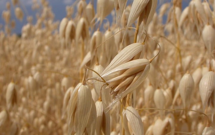 Oats