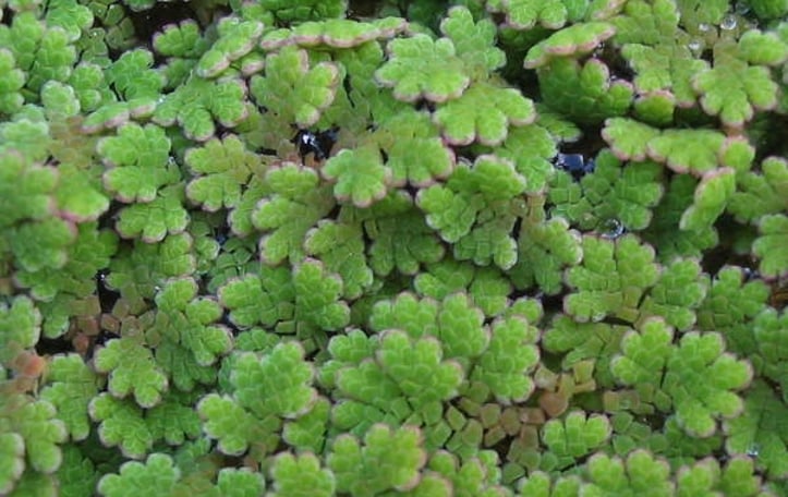 Eastern Mosquito Fern