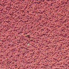 Eastern Mosquito Fern 2