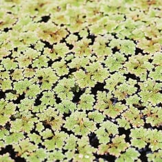 Eastern Mosquito Fern 3