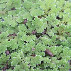 Eastern Mosquito Fern 4