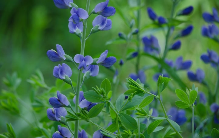 Eastern Prairie Blue Wild Indigo
