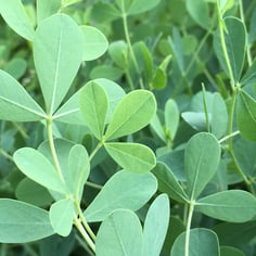 Eastern Prairie Blue Wild Indigo 2