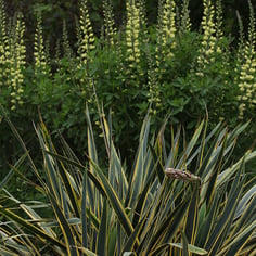 Baptisia 'Carolina Moonlight' 3