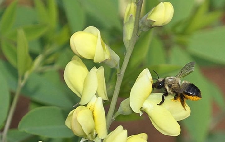 Baptisia 'Carolina Moonlight'
