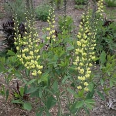 Baptisia 'Carolina Moonlight' 4