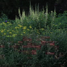 Baptisia 'Carolina Moonlight' 2