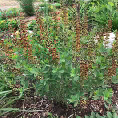 False Indigo 'Cherries Jubilee' 2