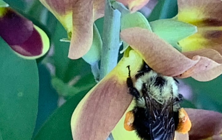 False Indigo 'Cherries Jubilee'