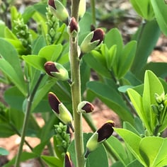 False Indigo 'Cherries Jubilee' 3
