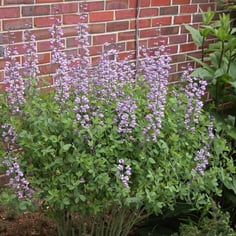 Baptisia 'Purple Smoke' 3
