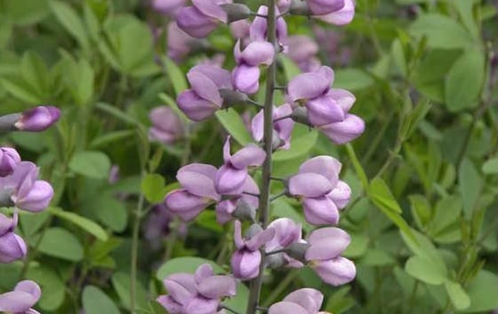 Baptisia 'Purple Smoke'