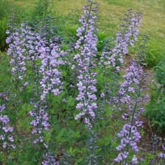 Baptisia 'Purple Smoke' 4