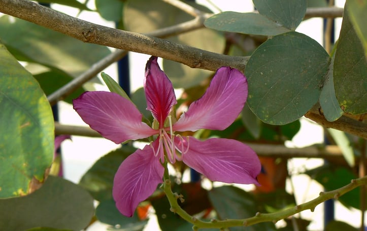 Blake's bauhinia