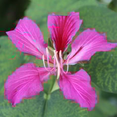 Blake's bauhinia 3