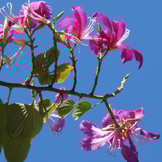 Blake's bauhinia 4