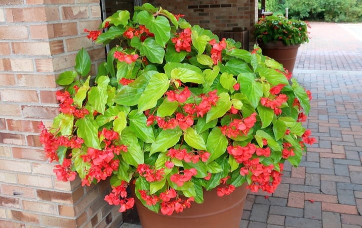 Begonia 'Canary Wings'