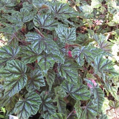 Metallic Leaf Begonia 2