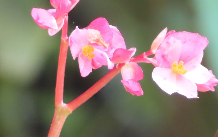 Metallic Leaf Begonia