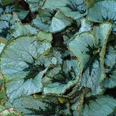 Metallic Leaf Begonia 3