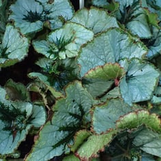 Metallic Leaf Begonia 4