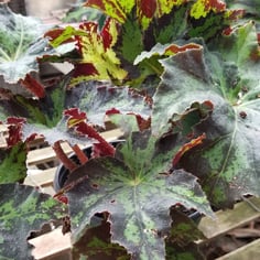 Painted Leaf Begonia 3