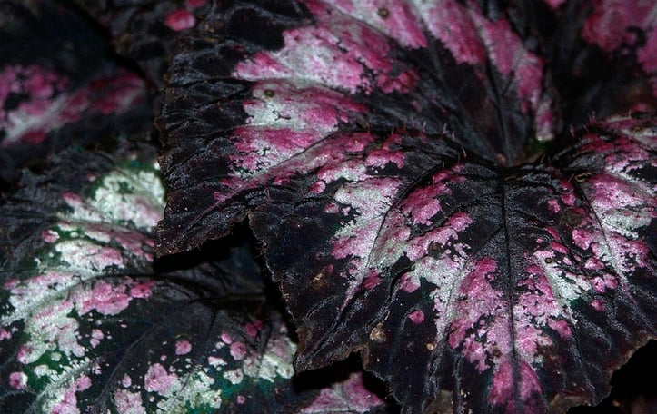 Painted Leaf Begonia