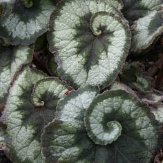 Painted Leaf Begonia 2