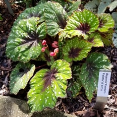 Painted Leaf Begonia 4