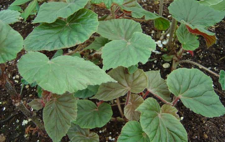 Elephant-Ear Begonia