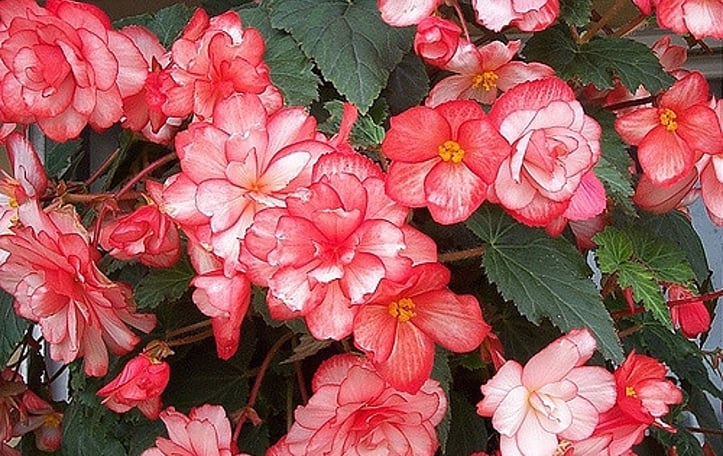 Begonia