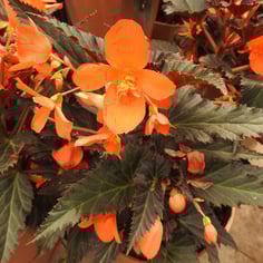 Begonia 3