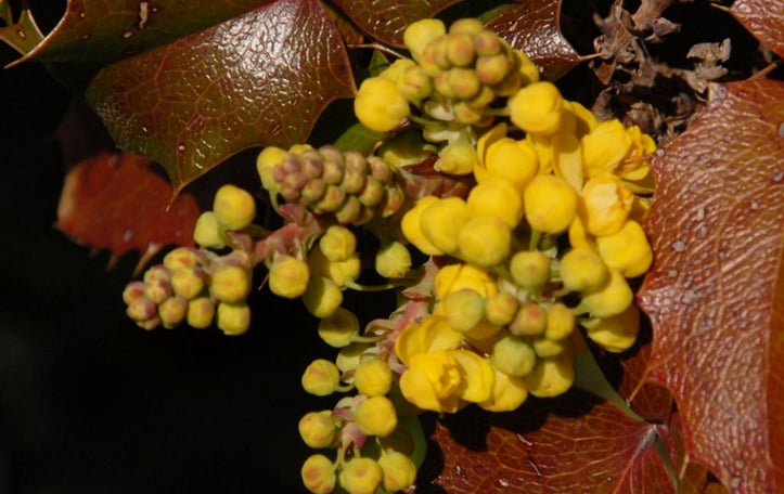 Creeping Mahonia