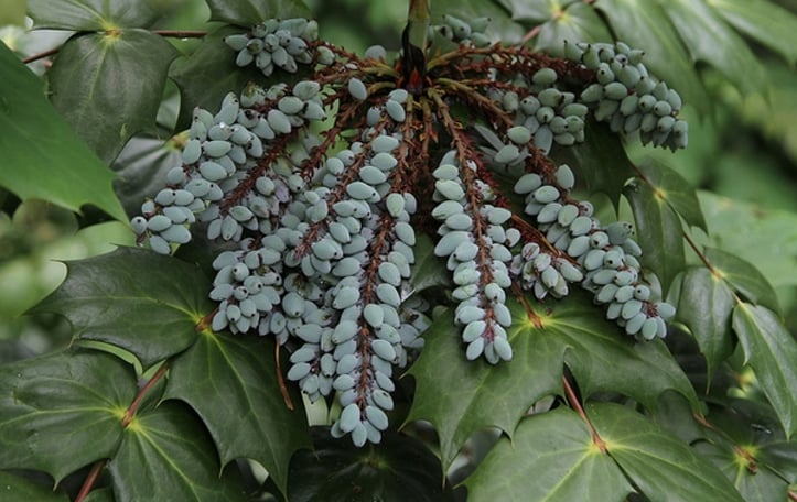 Leatherleaf Mahonia