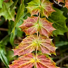 Leatherleaf Mahonia 2