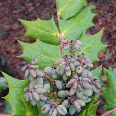 Leatherleaf Mahonia 3