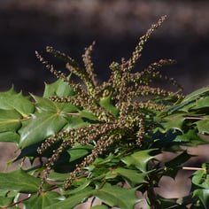 Leatherleaf Mahonia 4